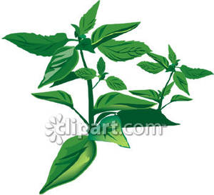 Herbs Basil Plant   Royalty Free Clipart Picture