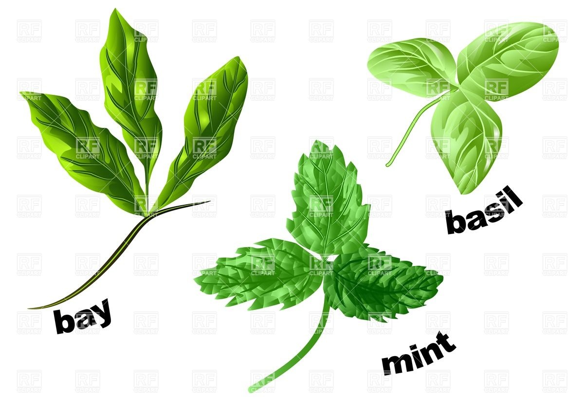 Herbs Mint Basil And Bay Isolated On A White Download Royalty Free
