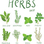 Set Of 8 Vector Herbs Stock Illustration