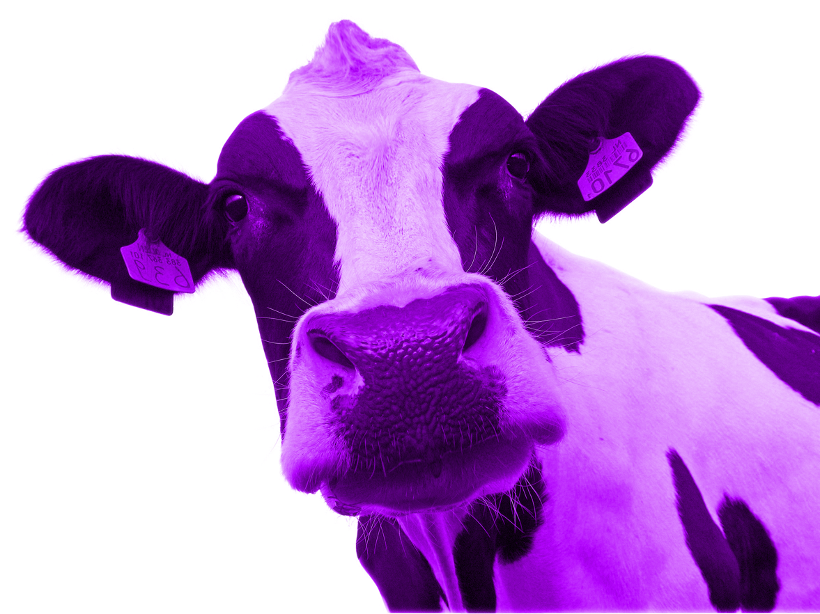 The Purple Cow Http   300palabrasdemarketing Com Administracion De Las