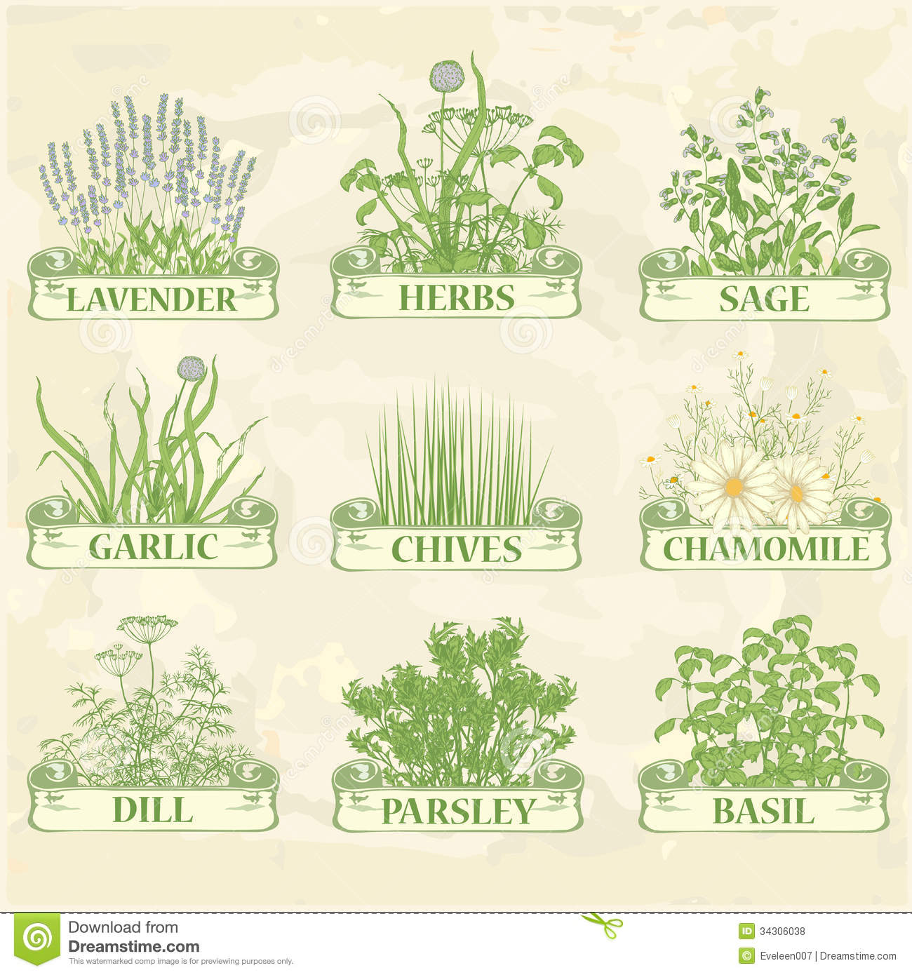 Chives Garlic Parsley Dill Sage And Basil Herbal Vintage Background