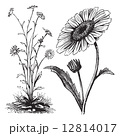 Chrysanthemum Sp  Vintage Engraving 12814017
