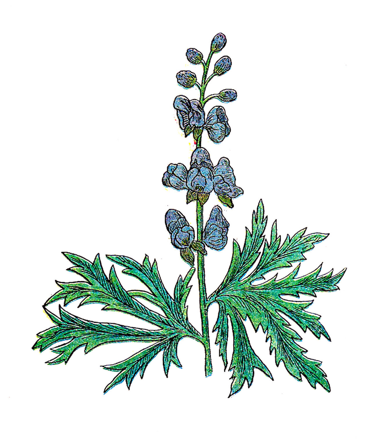 Clip Art  Vintage Illustration Of Wolf S Bane Herb Plant With Flowers