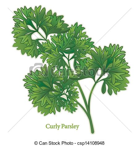 Eps Vector Of Curly Parsley Herb Fresh Flavorful Leaves Widely Used