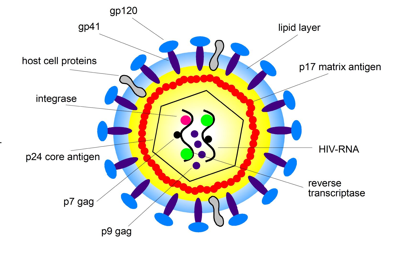 Hiv Virus Structure Anatomy Picture Reference   Health Medicine