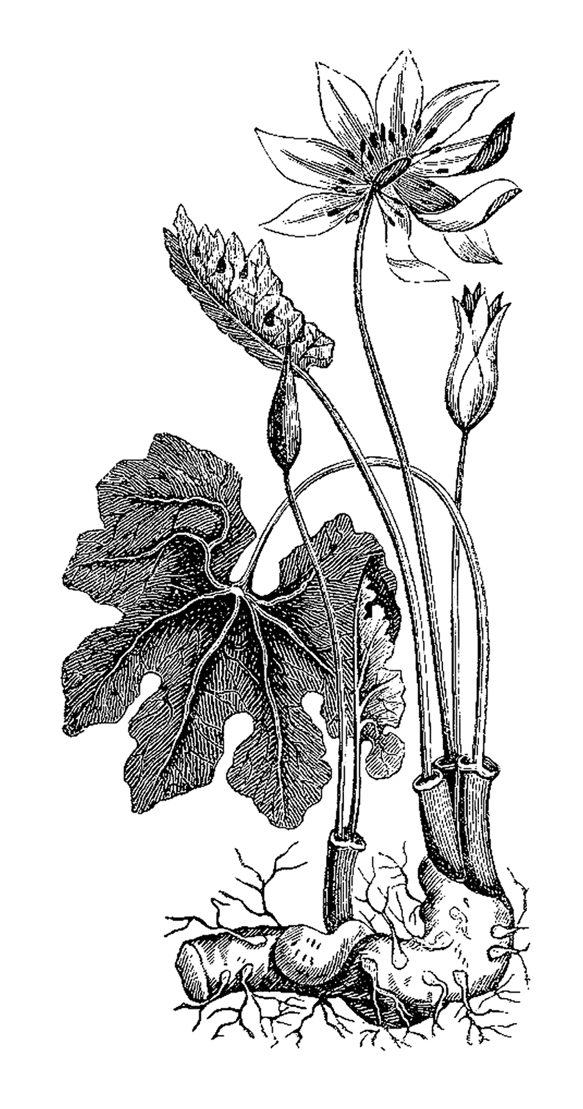 Is A Wonderful Botanical Digital Stamp Of An Herb Plant  This Vintage    