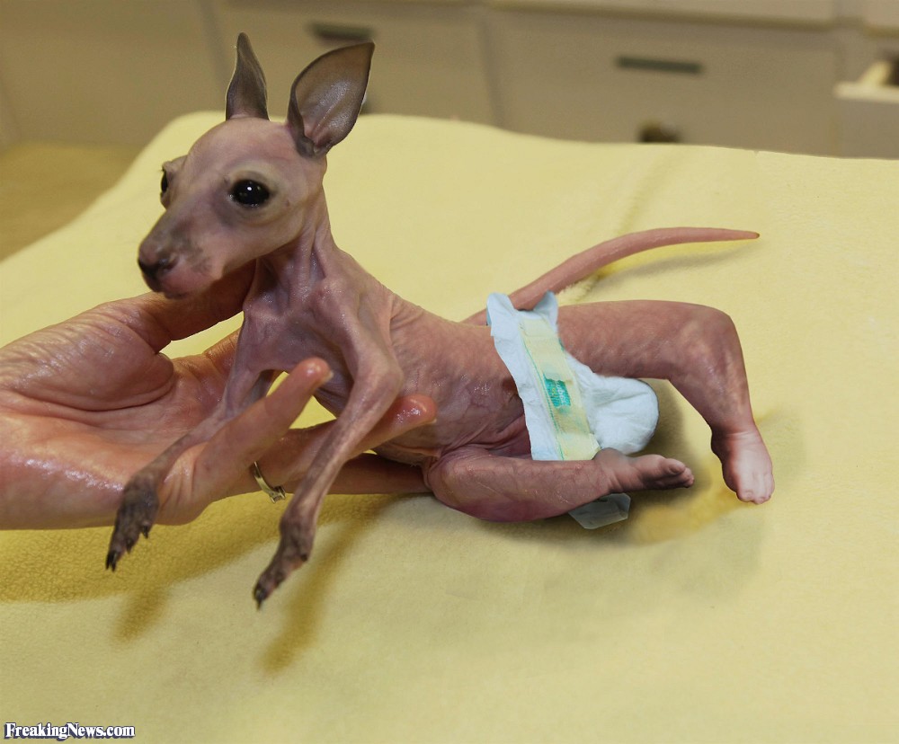 Kangaroo And Human Baby   Pictures