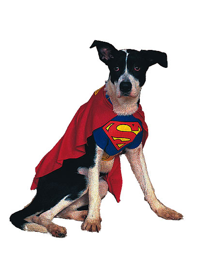 Superman Dog Pet Costume   Superhero Dogs   Pet S Fancy Dress Costumes