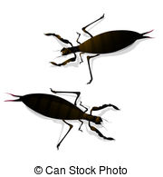 Two Large Insects And Shadow Isolated Objects Against White