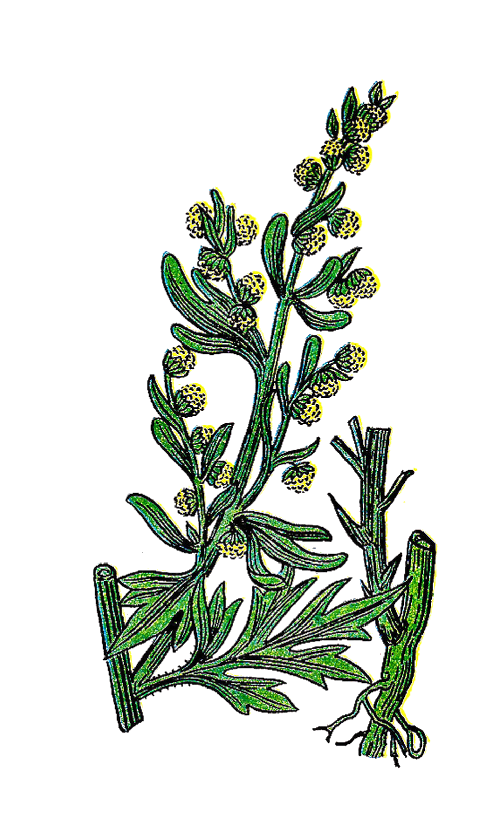 Vintage Graphic Of The Herb Plant Wormwood This Is From A Vintage