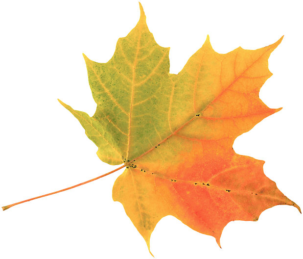 Why Leaves Change Color   Untamed Science