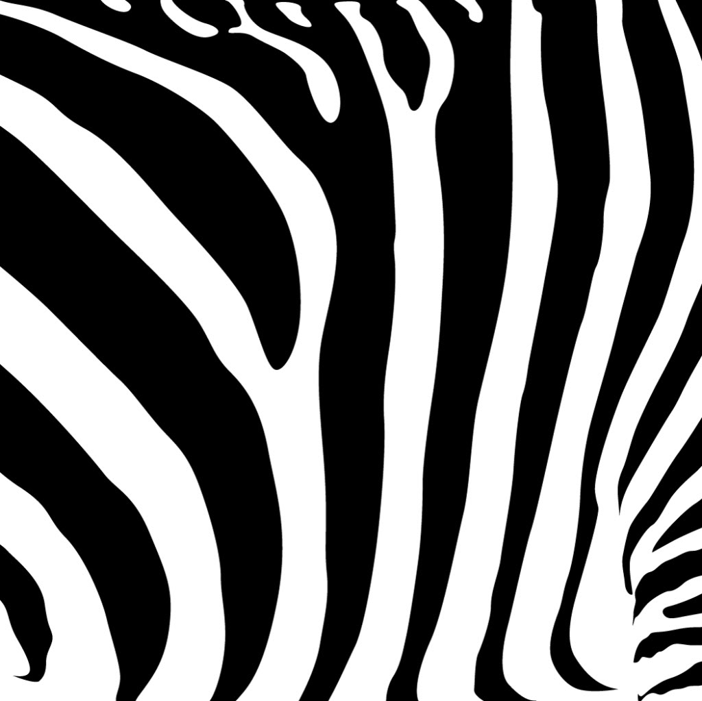 Zebra Pack Photo By Lee1959   Photobucket