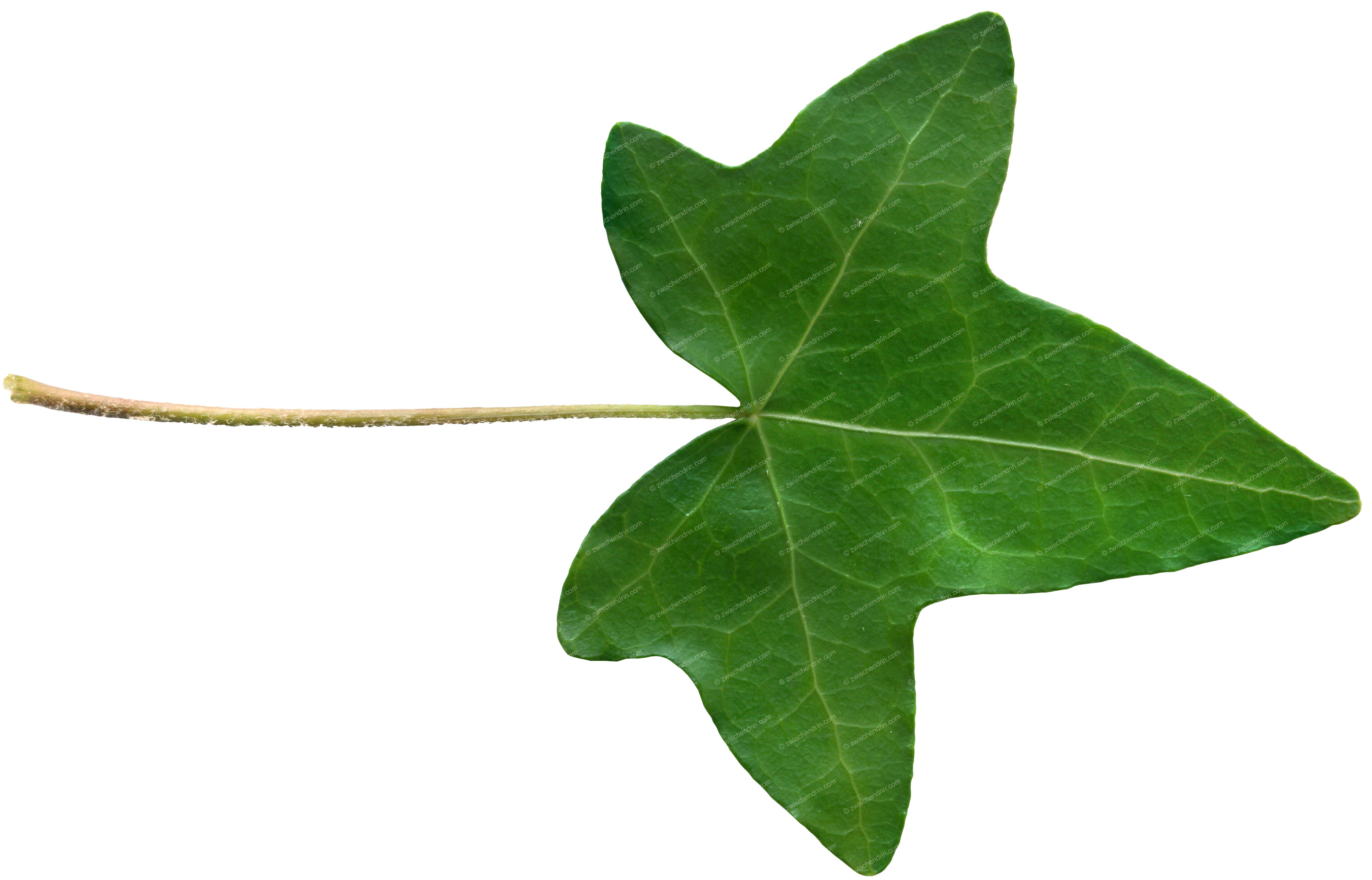 Aka Ivy Leaf Clipart   Cliparthut   Free Clipart