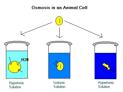 Animal Cell Osmosis Diagram