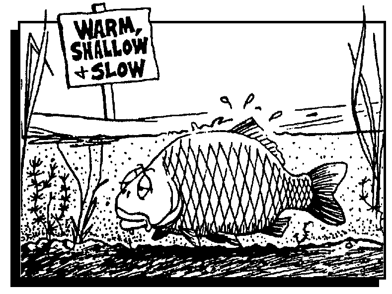 Fish In Shallow Water Cartoon
