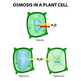 Osmosis In A Plant Cell Royalty Free Stock Photography