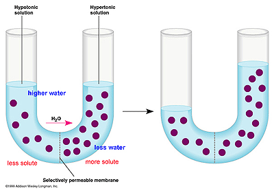 Osmosis   Osmosis Is The Net Movement  Diffusion  Of A Solvent  Water