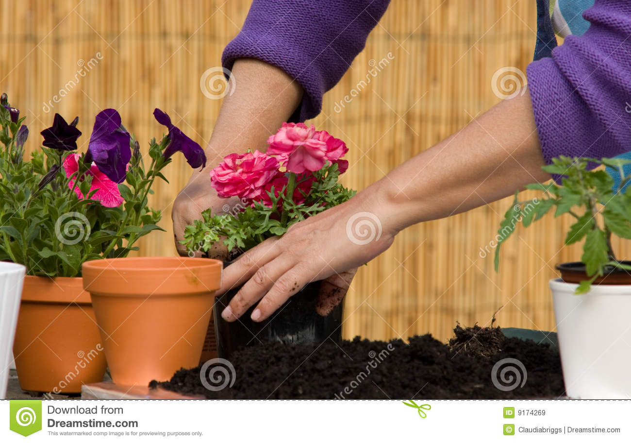 Woman Planting Flowers Royalty Free Stock Images   Image  9174269