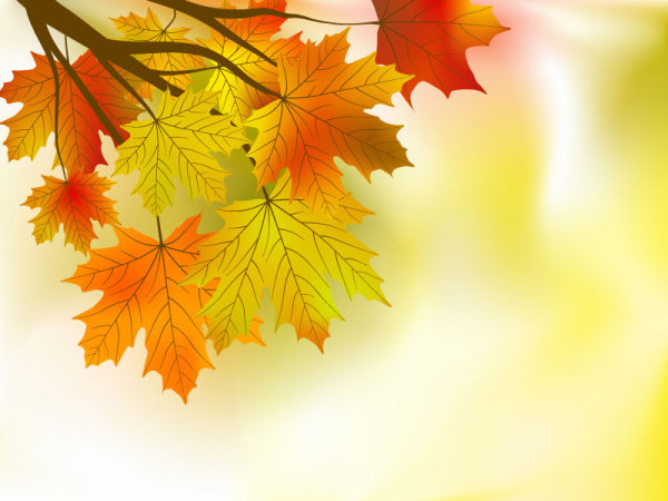 Beautiful Maple Leaf Background 01   Vector Download Free Vectorpsd    
