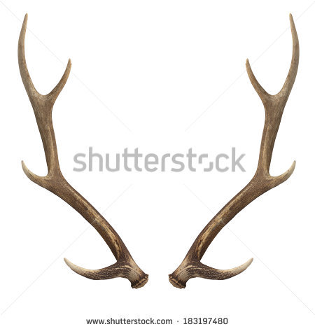 Deer Antlers Clip Art
