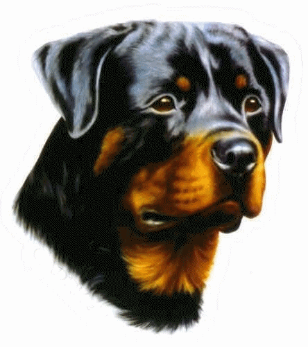 Dog Graphics Rottweiler 947229 Dog Graphic Gif