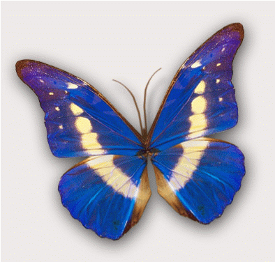 Butterfly Animated Clip Art