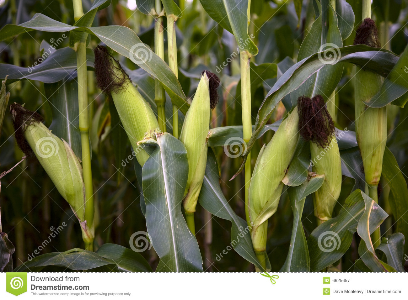 Maize Crop Royalty Free Stock Photography   Image  6625657