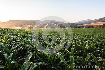 More Similar Stock Images Of   Farming Maize Crop Water Sprinklers  