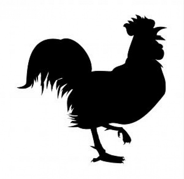 Rooster Silhouette Photo   Free Download