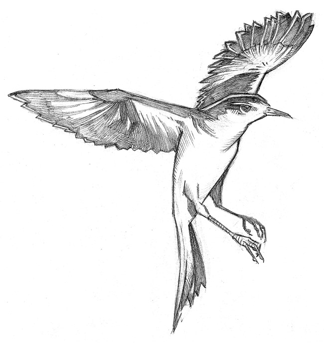 Clipart Of A Retro Black And White Mockingbird In A Tree Line Drawing    