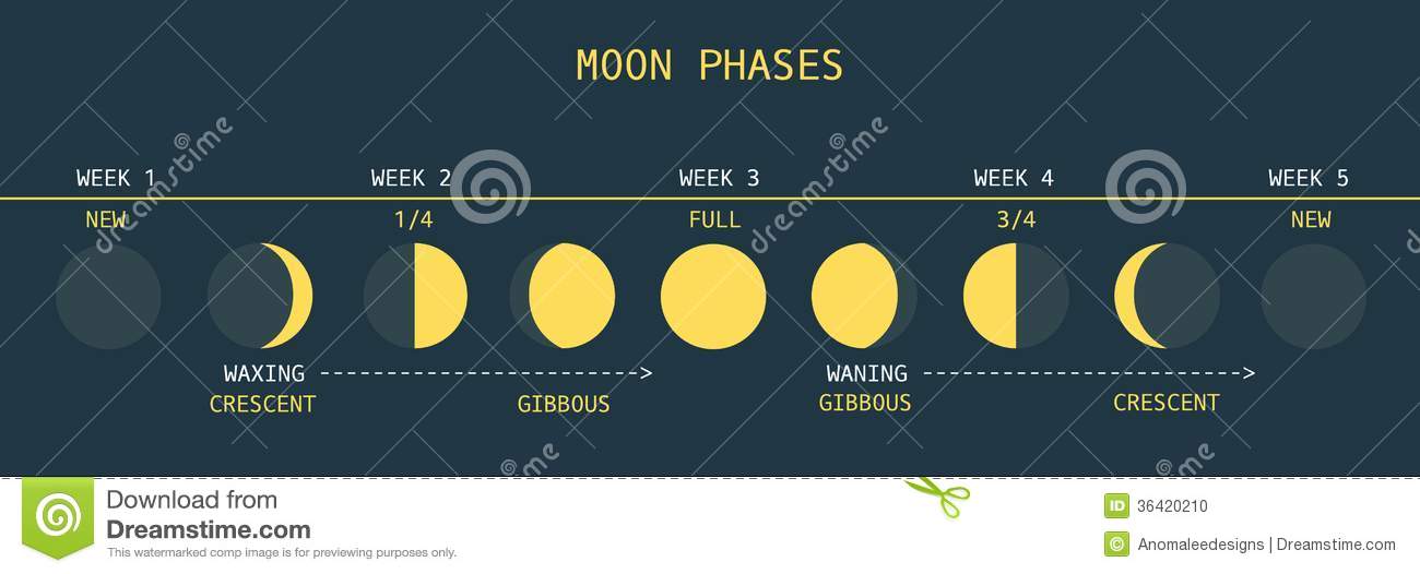 Vector Illustration Of Informative Chart Of Monthly Moon Cycle