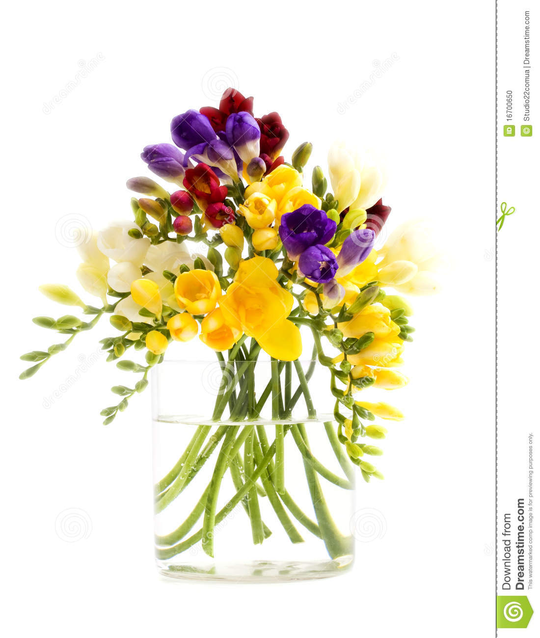 Freesia Flowers Bunch In A Vase Isolated On White