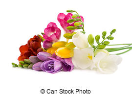 Freesia Images And Stock Photos  1810 Freesia Photography And Royalty
