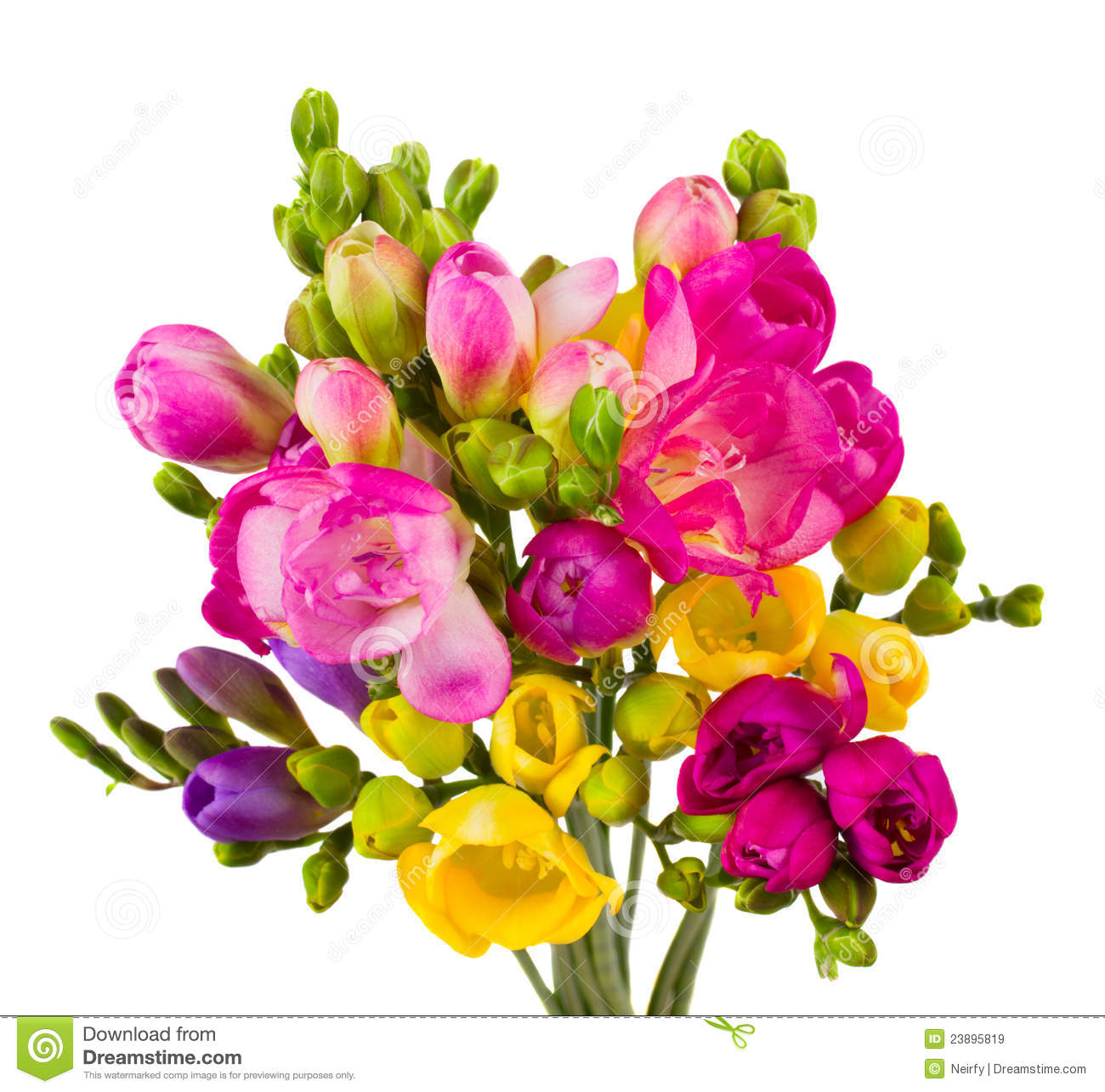 Freesias Bouquet Royalty Free Stock Images   Image  23895819