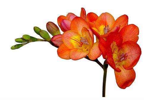 Wallpapers  Orange Freesia Flower