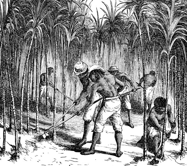 American Slavery  Sugar Cane