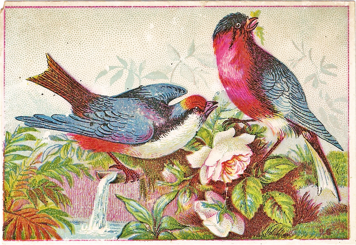 Catnipstudiocollage   Free Vintage Clip Art   Colorful Birds