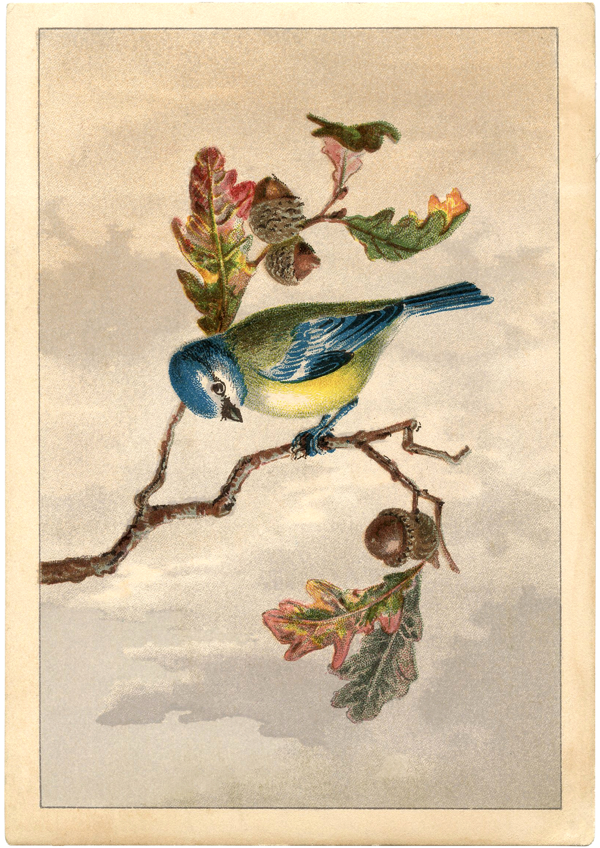 Free Vintage Bird Clip Art   Marvelous    The Graphics Fairy