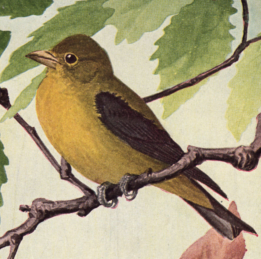 Free Vintage Clip Art   Yellow Bird   The Graphics Fairy