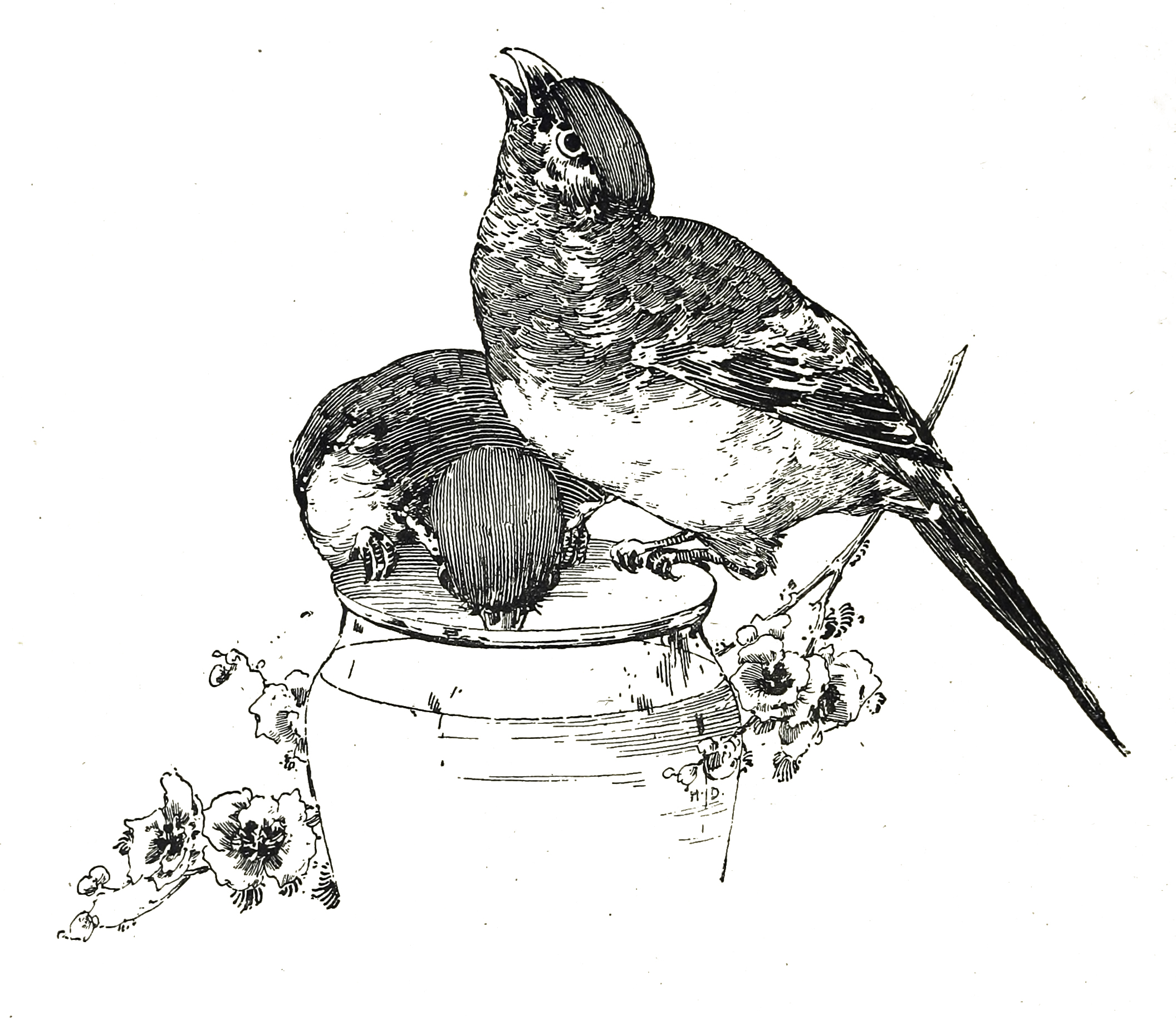 Vintage Bird Clip Art Illustrations