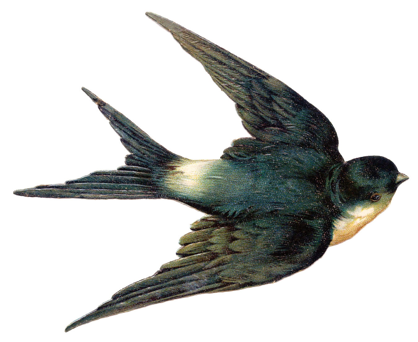 Vintage Clip Art   Bird   Best Swallow Ever    The Graphics Fairy