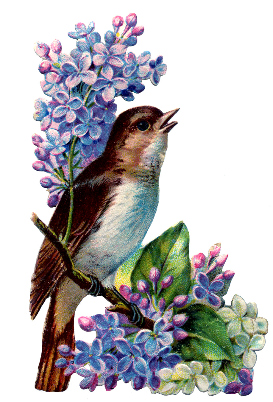 Vintage Image   Bird With Lilacs   The Graphics Fairy
