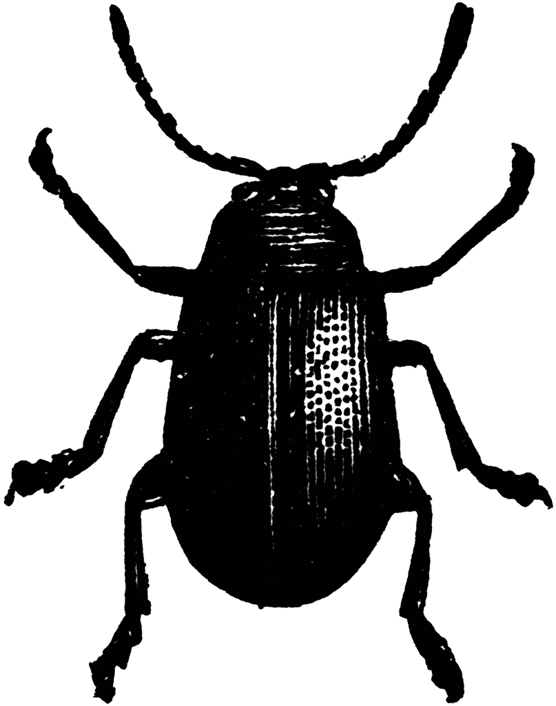 Beetle   Clipart Etc