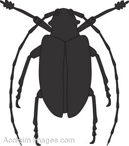 Description  Clip Art Picture Of A Black Beetle  Clipart Illustration