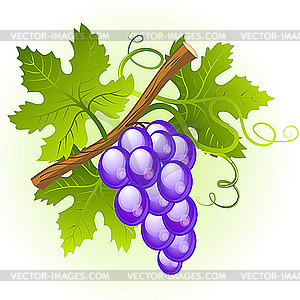 Grape Cluster With Green Leaves   Vector Clip Art