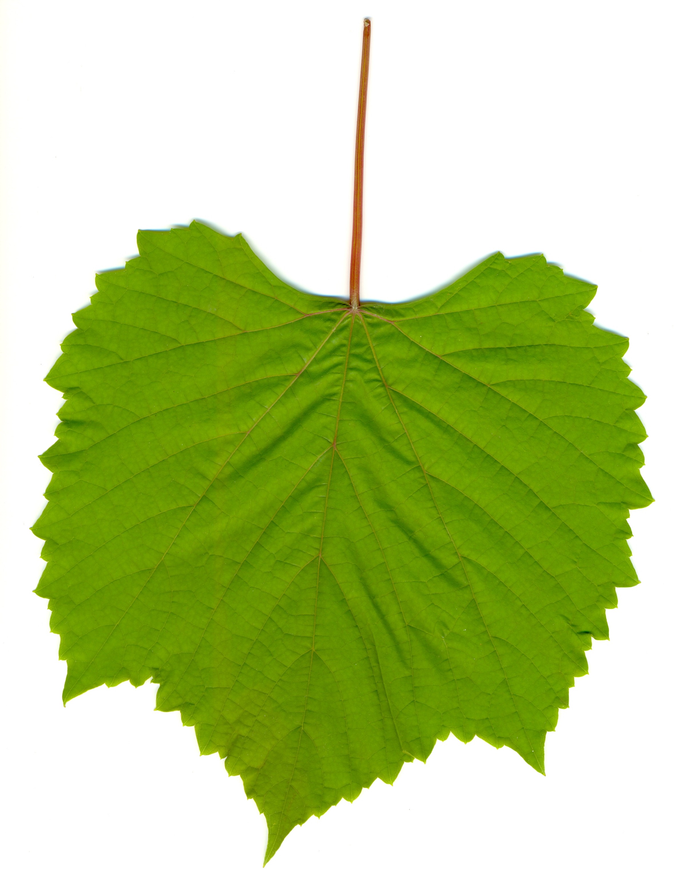 Grape Leaves Pictures
