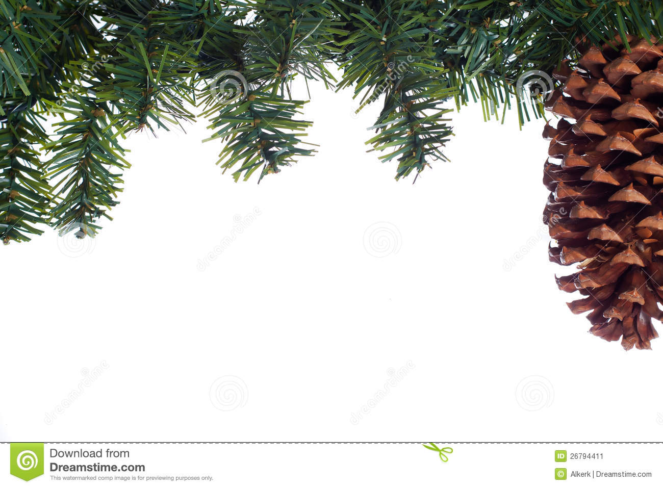Of Evergreen Pine With A Pine Cone Isolated On White  Use For Border