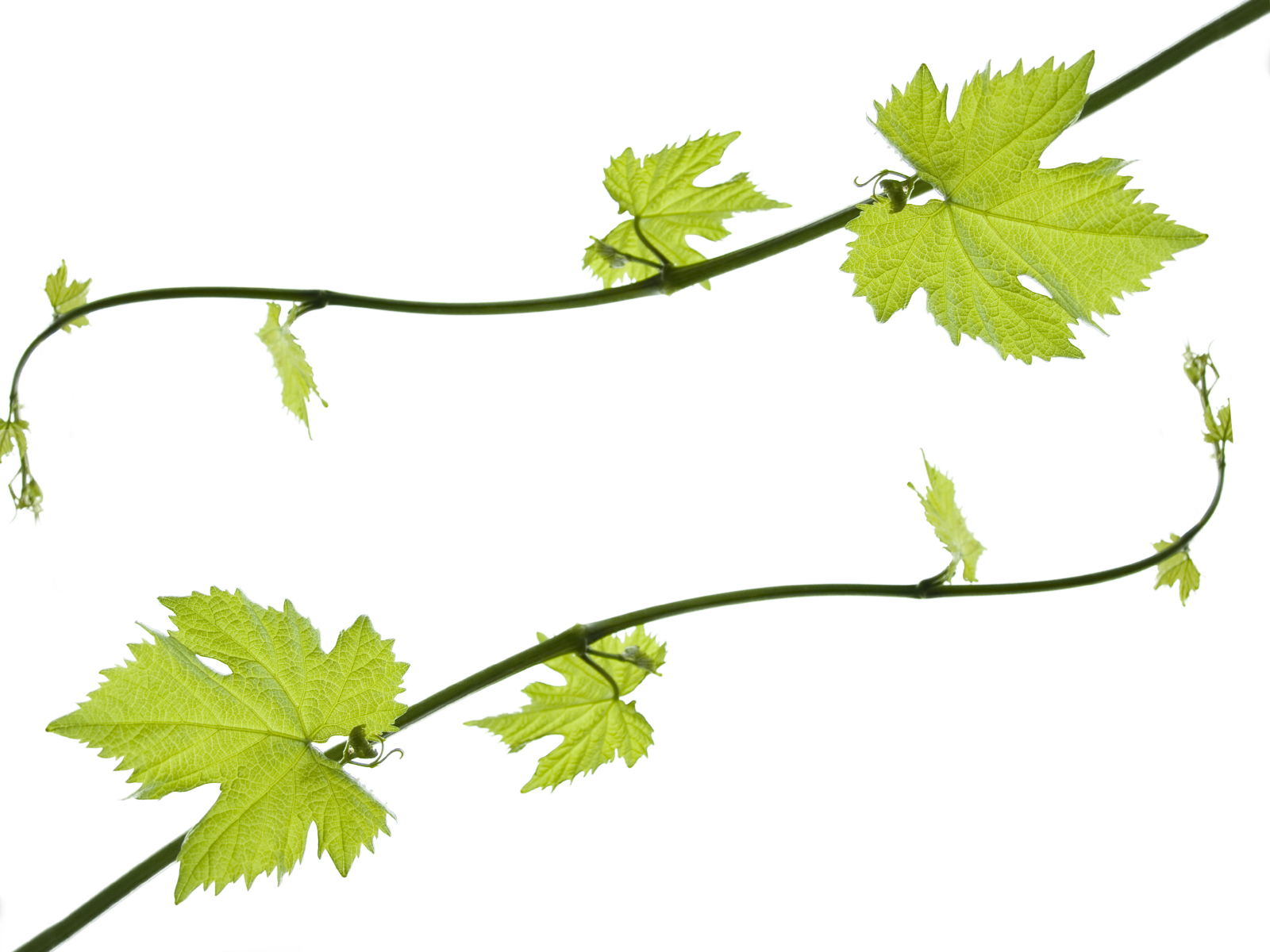Pictures Of Grape Leaves   Clipart Best