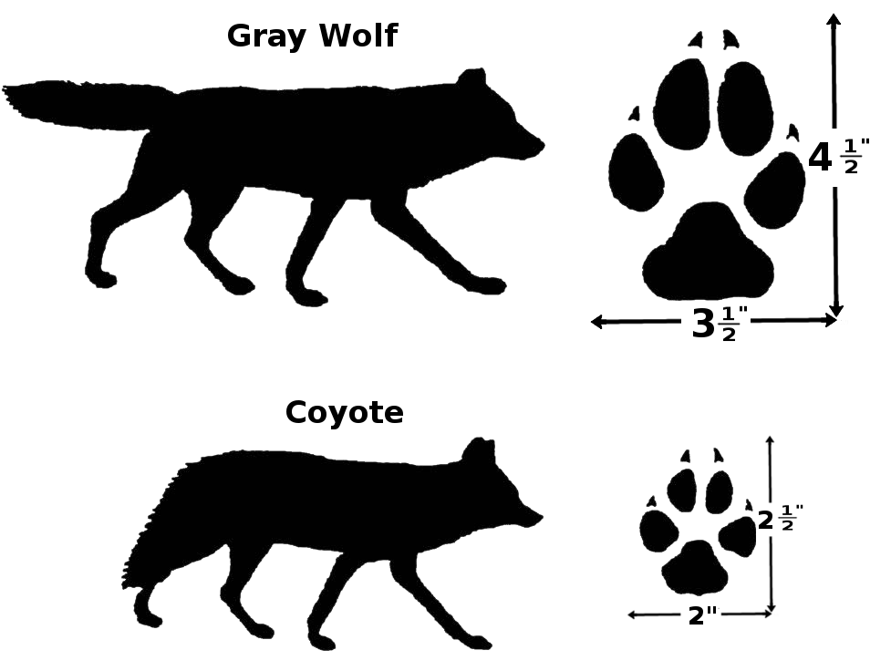 Share Wolve Coyote Compare Clipart With You Friends