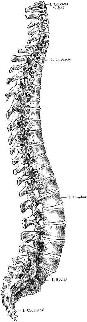Cervical Spine Http   Etc Usf Edu Clipart 52900 52982 52982 Spine Htm